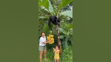 Funny Teamwork! Monkey Picks Bananas, Girl Catches, Baby Cheers!
