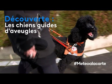 Vidéo: Les Chiens-guides Aident Les Propriétaires à Trouver Le Véritable Amour