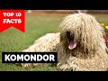 Komondor - Top 10 Facts の動画、YouTube動画。