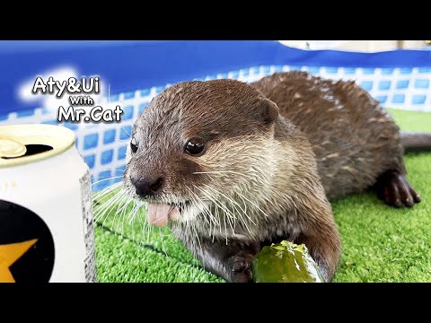 The Otter Started Eating a Cucumber Like Crazy [Otter Life Day 754]