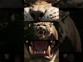 7 Million Years Ago Saber Toothed Tiger  #prehistory #humansurvival #prehistoriclife #humanorigins