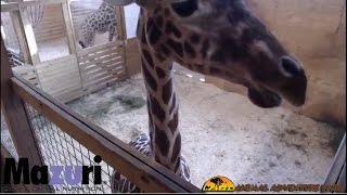 Animal Adventure Park Giraffe Cam(Please Like & Subscribe ***** WWW.APRILTHEGIRAFFE.COM Your source for all official links! April the Giraffe is expecting a calf! Follow the process as she ..., 2017-03-08T23:33:56.000Z)