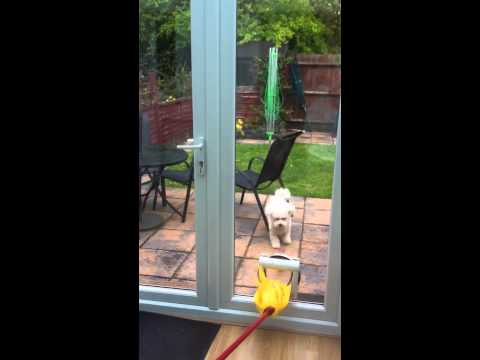 dog-goes-crazy-over-mop!