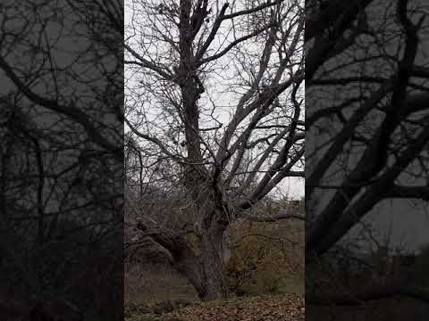 Video: Ağacın Altına Ne Konmamalı: En Talihsiz 10 Hediye