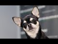 Deshedding Chihuahua | How To Get Rid Of Shedding Coat