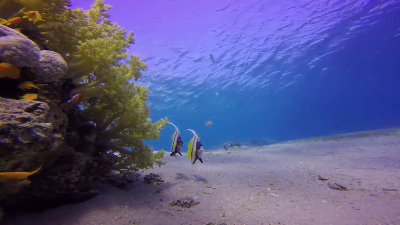 Red Sea bannerfish