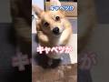 キャベツを食すポメコギ