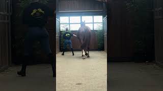 Video Alinix van de Kleijberg Z - Walk