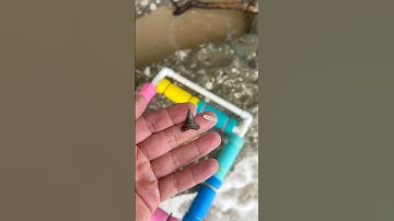 Shiny and sharp tooth found in the sifter at Calvert Cliffs!
