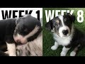 Australian Shepherd Puppies Timelapse | Week 1- Week 8