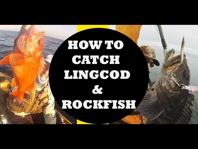 How to Catch Rockfish and Lingcod - Tips and Techniques 