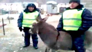 15 МЕНТОВ КОТОРЫЕ ВЗОРВАЛИ ИНТЕРНЕТ / 15 СЛУЧАЕВ КОГДА МЕНТЫ ВЗОРВАЛИ ИНТЕРНЕТ 15 МЕНТОВ КОТОРЫЕ ВЗОРВАЛИ ИНТЕРНЕТ / 15 СЛУЧАЕВ КОГДА МЕНТЫ ВЗОРВАЛИ ИНТЕРНЕТ