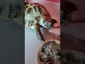 Schildkröte wird gefüttert | 🐢 Viking Turtle Olaf #shorts