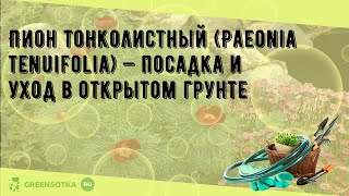 Пион тонколистный (Paeonia tenuifolia) — посадка и уход в открытом грунте