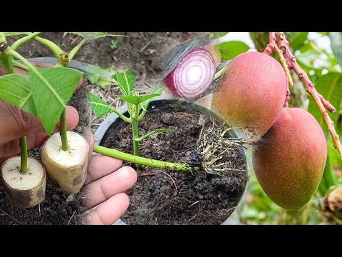 ผลสลากกินแบ่งรัฐบาล วันที่ 1 พย. 2567