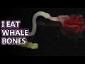 Bone Worm facts: AKA Zombie Worms - Osedax | Animal Fact Files