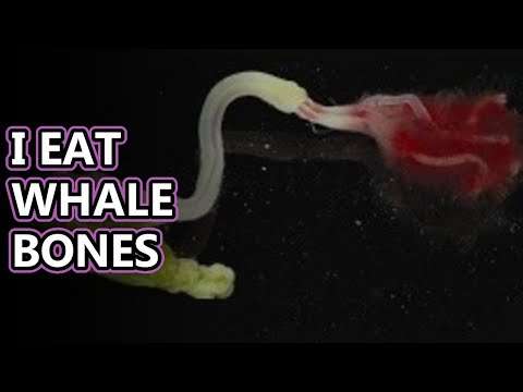 Video: Keragaman Luar Biasa Dari Cacing Pemakan Tulang (Osedax; Siboglinidae; Annelida)
