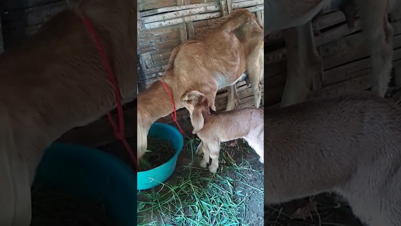 Induk kambing yang bagus terhadap anakannya 