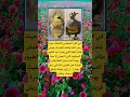في قلب الصحارى القاحلة حيث يندر الماء اكسبلور الله لايك ترند 100 اقنباسات معلومات شعر تيك توك في قلب الصحارى القاحلة حيث يندر الماء اكسبلور الله لايك ترند 100 اقنباسات معلومات شعر تيك توك