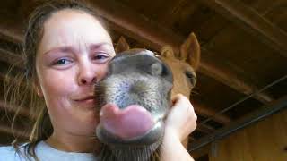 Horse Kisses V.4 The Chompy Edition