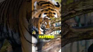 The Incredible Life of Tigers 🐯#tiger #animals #documentary