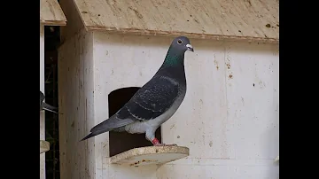 ¿Pueden las palomas identificar a los humanos?