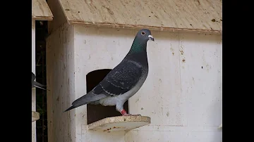 ¿Interactúan las palomas con los humanos?