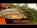 ***CARP FISHING TV*** BIG PIT GIANTS