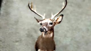 The FIRST WHITETAIL BUCK I ever mounted! ! I made EVERY MISTAKE!
