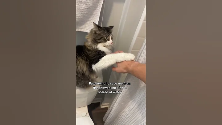 Cats are afraid of taking a bath 🛁