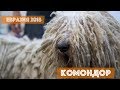 Комондор | DogTalk