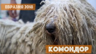 Комондор | DogTalk Комондор | DogTalk