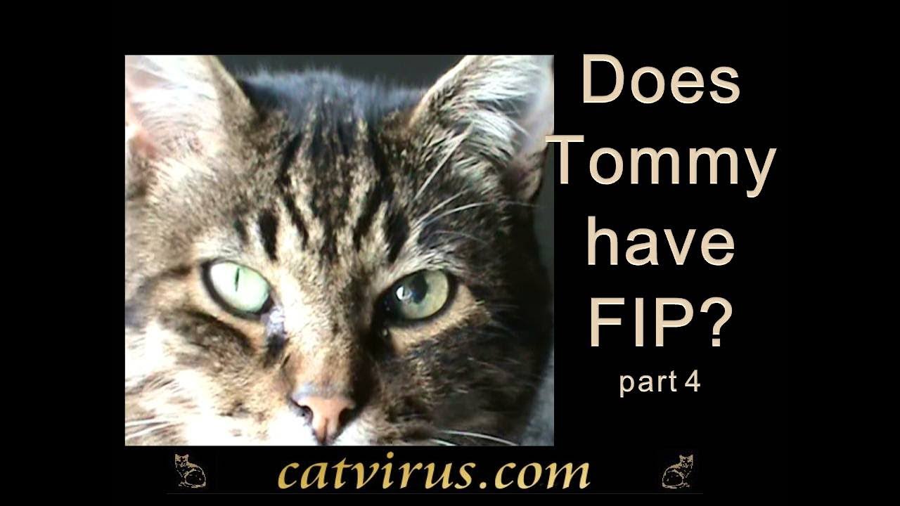 fip differential diagnosis