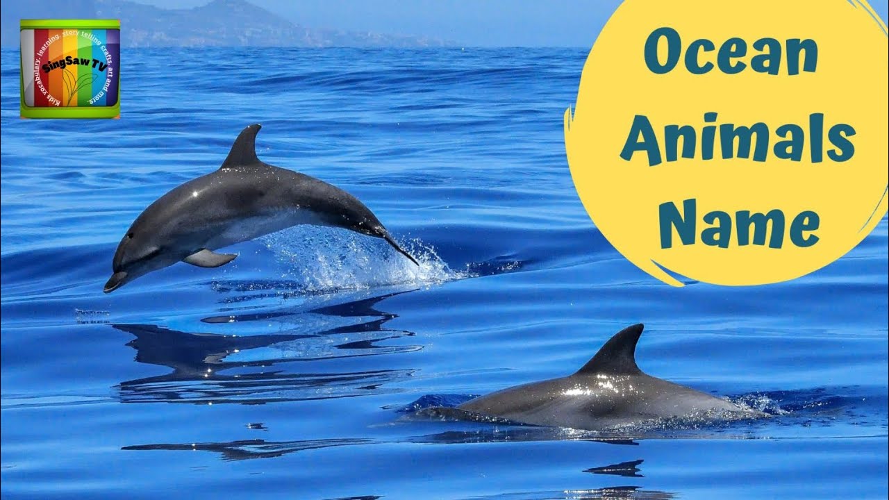 Sea Animals Ocean Animals Name Fun and Educational l Underwater