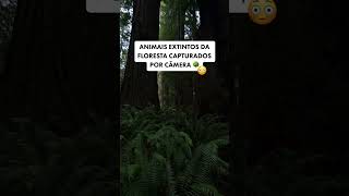 ANIMAIS BIZARROS EXTINTOS GRAVADOS NA FLORESTA #shorts #viral #curiosidades #floresta