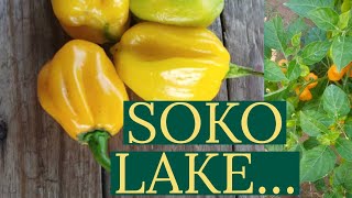 SOKO LA PILIPILI MWENDOKASI - JE UNA MPANGO WA KULIMA PILIPILI ? TAARIFA HII ITAKUSAIDIA SANA.