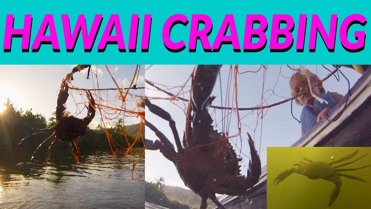 HAWAII Crabbing in A RIVER!!! The Basics on HOW TO go CRABBING in HAWAII -  KIDS CRABBING 