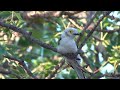 Birds of Northern South Africa part 5