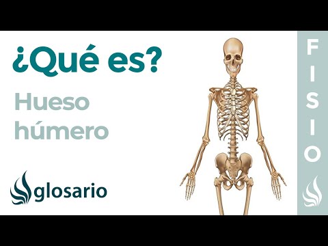 Video: ¿Quién es el húmero?