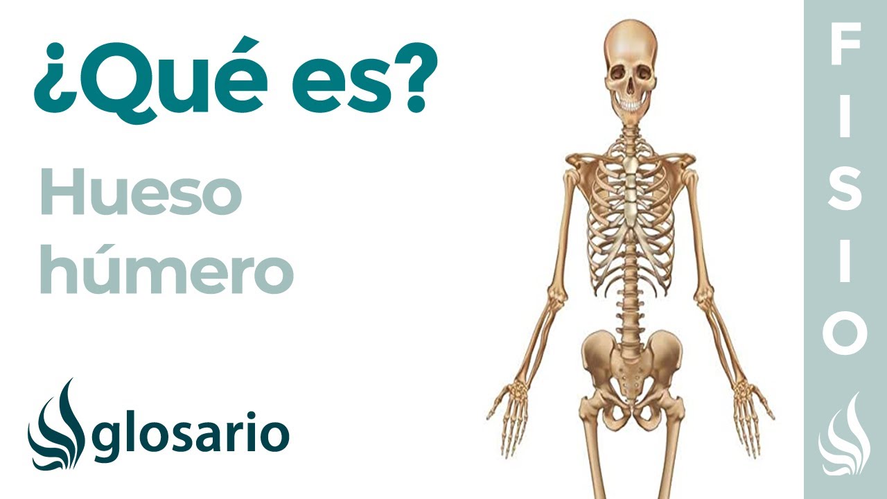 Hueso HÚMERO Qué es, dónde está, lesiones, cómo es la recuperación de las fracturas humerales Hueso HÚMERO Qué es, dónde está, lesiones, cómo es la recuperación de las fracturas humerales