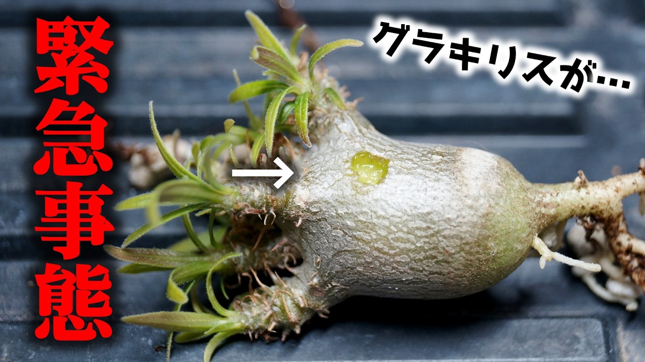 グラキリス　チビグラ　現地穴あき株 悲報、大切な観葉植物に穴があきました…【グラキリス・レスキュー