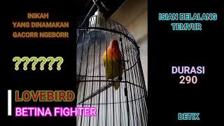 Download lagu LOVEBIRD betina fighter gacor konslet ngekek durasi kereta ISIAN WALANG KECEK