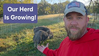 3 New Pigs Arrive! Our 2027 Farrowing Plans Begin