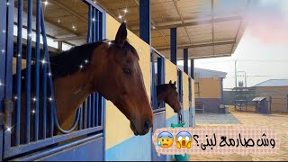 كيف تعلمت الفروسية؟🐎|صاحت لبنى😢💔