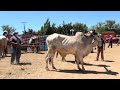 Mercado de animales San Antonino Castillo Velasco Ocotlan