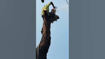 Woodworking project big tree felling skill technique #shortvideo #chainsaw #treecutting