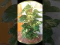 Decoramos el prestigioso colegio Sabia Nova de Rivas  #Montmartrefleurs #fyppppppp #plantasnaturales