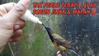 Setelah lihat video ini‼️Kalian akan jago jinakin Sogon Bahan‼️