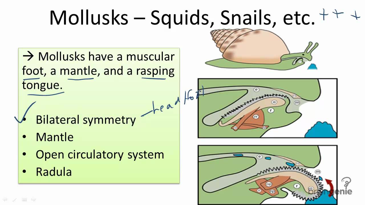 13.3.7 Mollusks - Squids Snails and more - YouTube