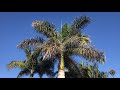 Comparing the royal palm to the king palm  others